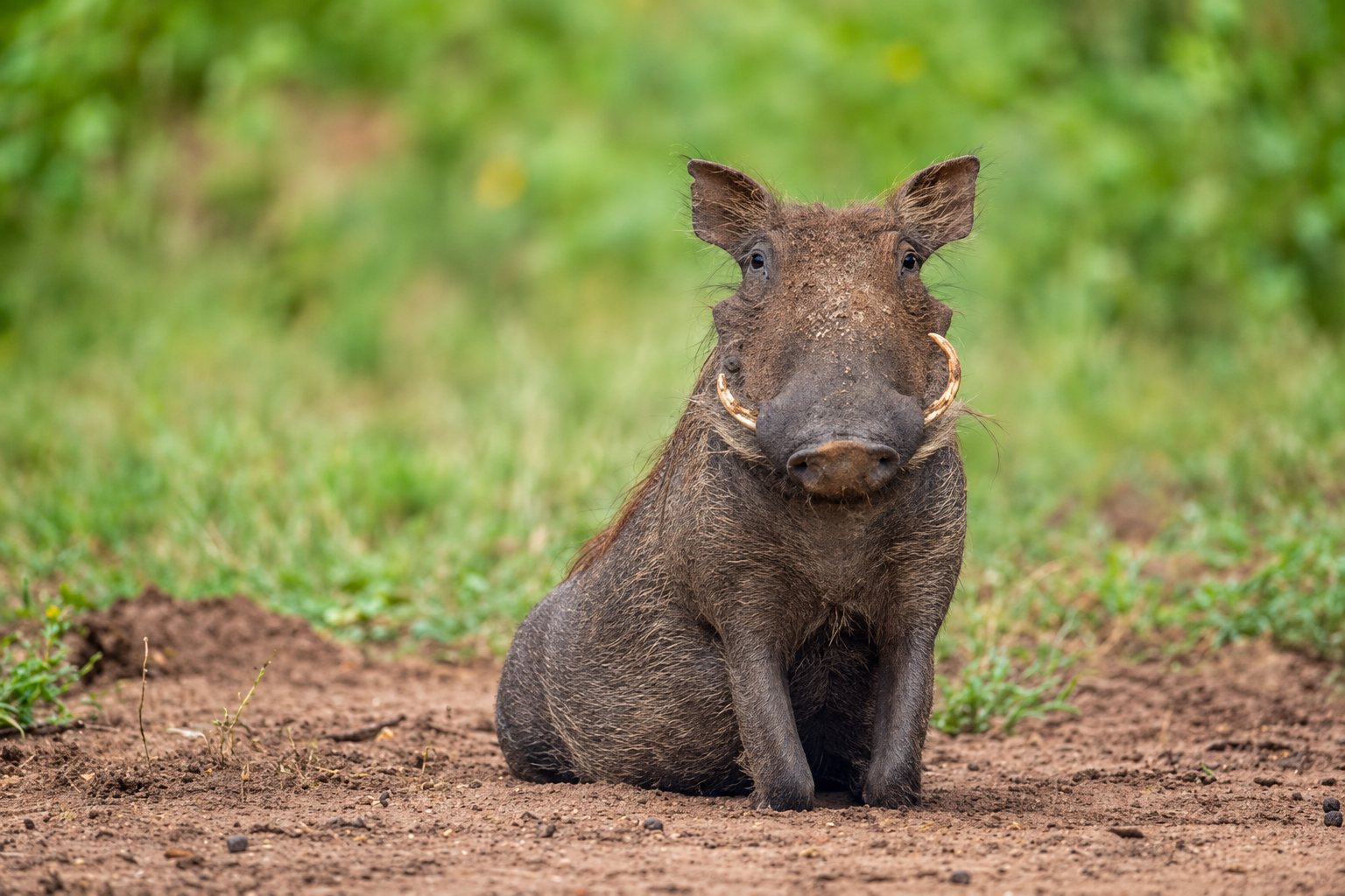 Tanzania mountains and wild landscapes