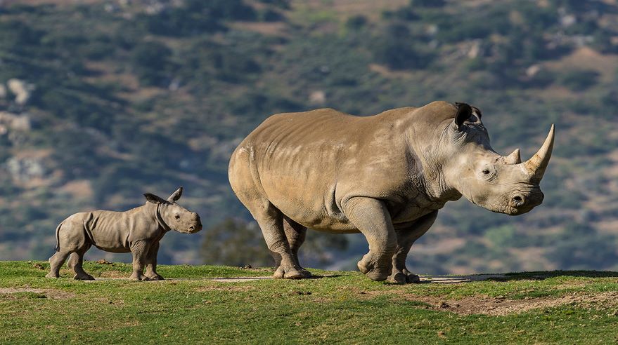 A rhinoceros and calf in the wild