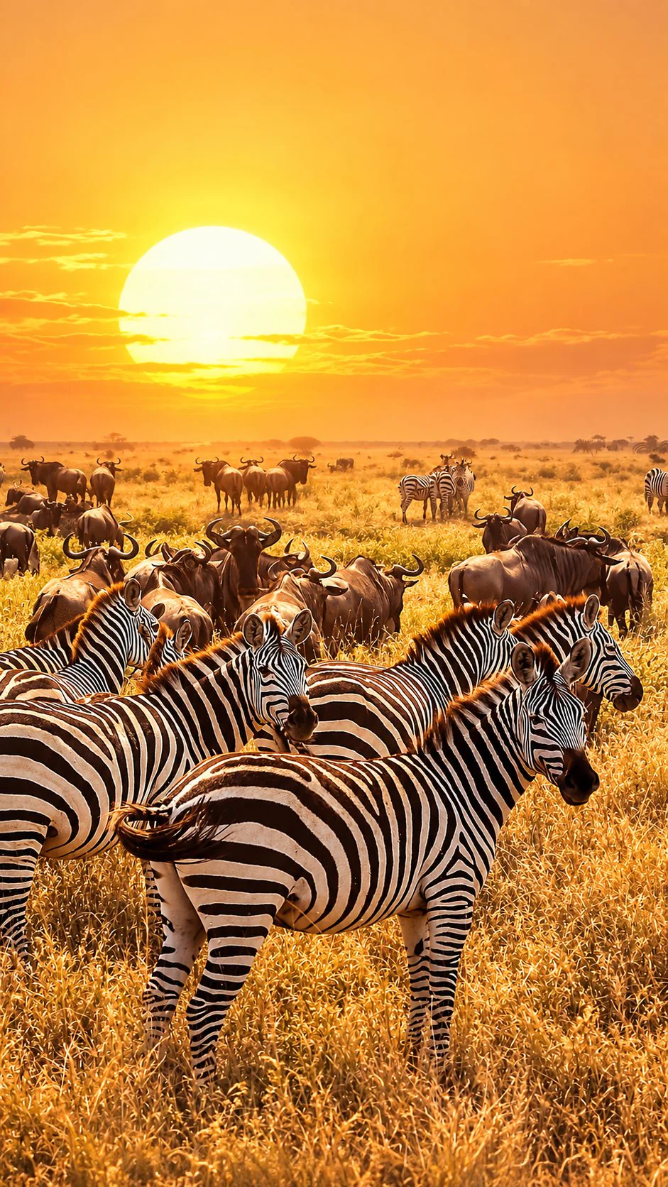 Tanzania safari landscape