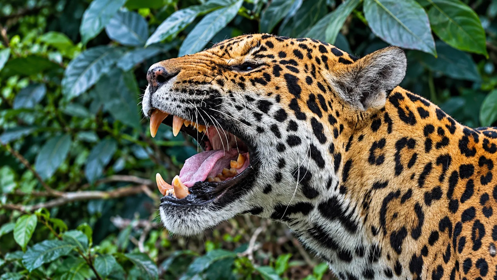 A spotted jaguar roaring amid green jungle foliage